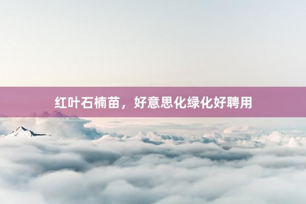 红叶石楠苗，好意思化绿化好聘用