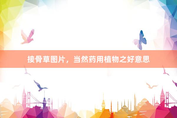 接骨草图片，当然药用植物之好意思